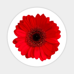 Red Gerbera daisy Flower Magnet